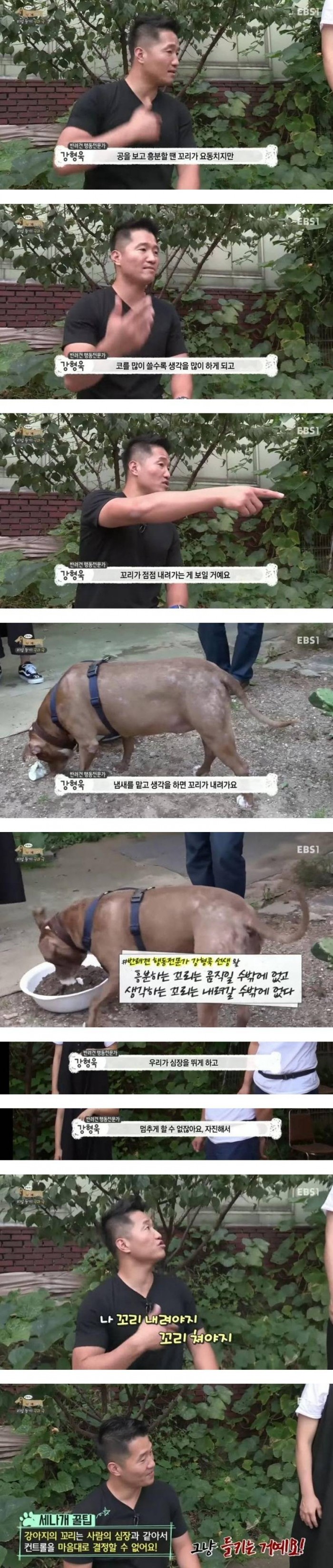 개가 꼬리를 움직이는 원리