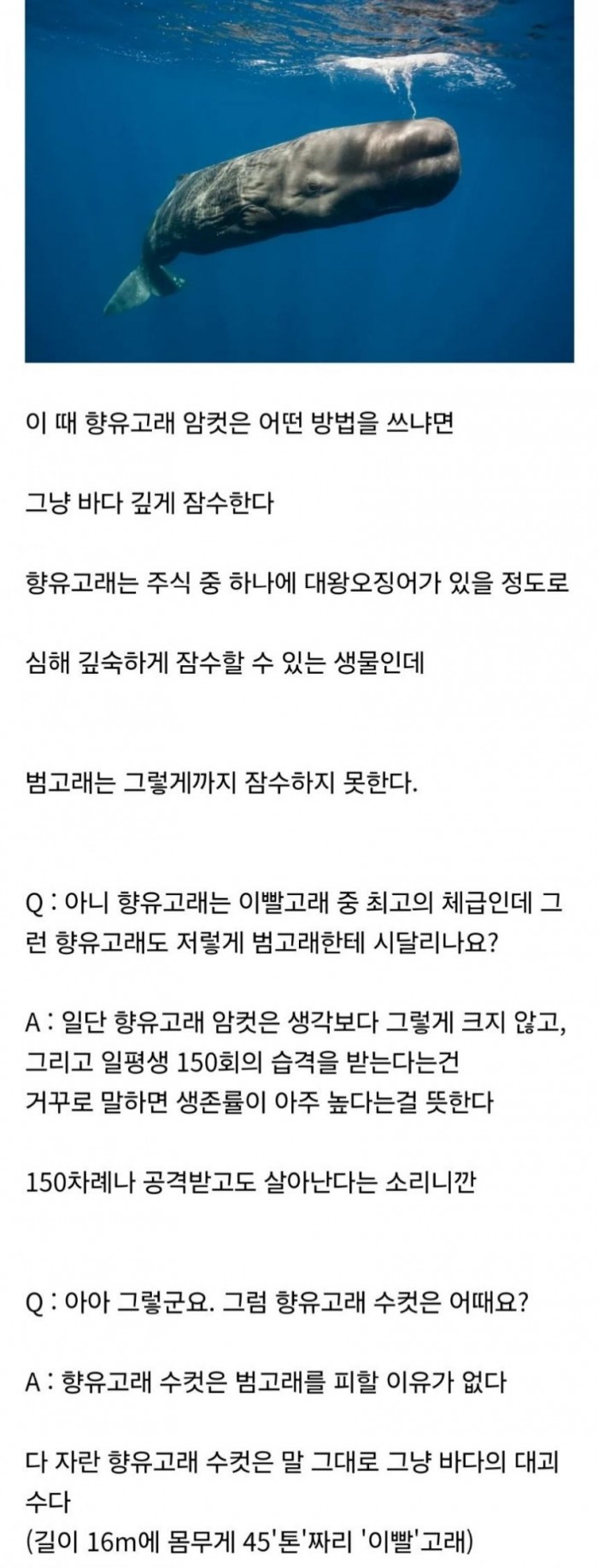 암컷 향유고래의 범고래 대응법