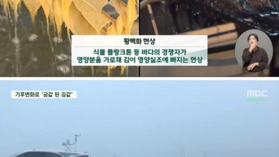 기후변화로 금값이 된 김값 대일 김 수출량 급증