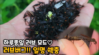 전국적으로 난리라는 벌레.jpg