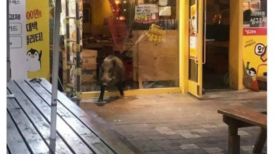 헌팅포차에 돼지는 왜 오는거냐 짜증나게