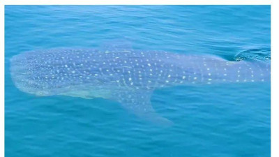 동해에서 고래상어 발견