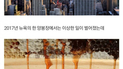 약혐) 벌이 빨간 꿀을 생산하자 실체가 드러난 범죄공장 (수정)
