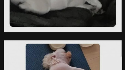 강아지가 너무 포동해서 털 깎아본 사람