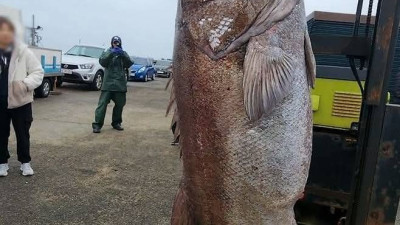 용왕님이 점지한 사람만 잡을 수 있다는 물고기