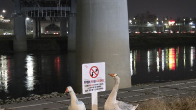 거위에게 먹이를 주지 마세요