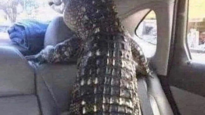 반려견 놀이터에 가면 즐거워하는 애완동물