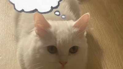 T1 Smash선수가 키운다는 고양이