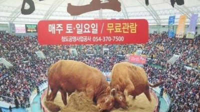 서울 토박이는 모르는 소싸움 진실