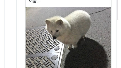 하얀 강아지 키웠는데 너구리래