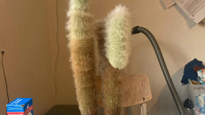 실내 식물 키울때 금연을 해야 하는 이유