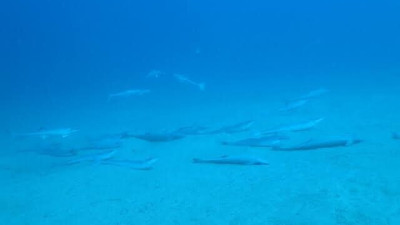 Q) 물고기도 살이 찌나요？